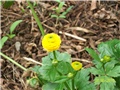 žabnjak, ranukula - lat. ranunculus